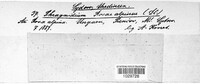 Phragmidium mucronatum image